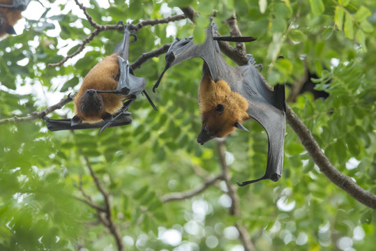 Bat hanging on a tree