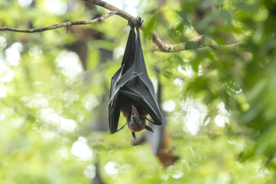 Bat hanging on a tree