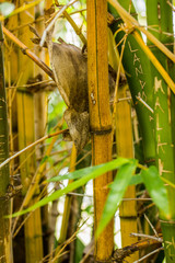 Bamboo