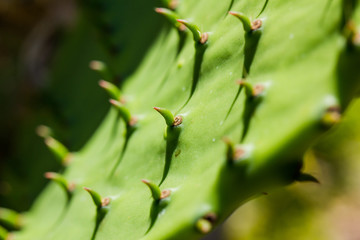 Cactus