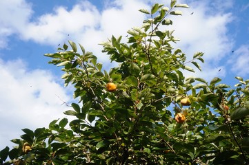 Orange persimmon kaki fruits on a tree in the fall