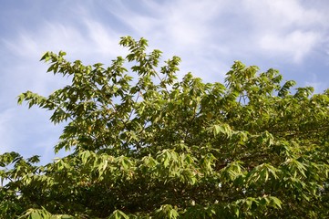 Fototapeta premium Muntingia calabura tree in nature garden
