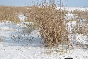 Beach grass