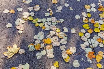 asphalt and  autumn leaves