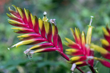 Obraz premium Bromelia in bloom in the forest