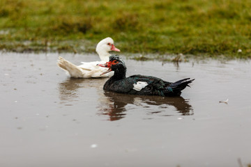 Купание домашних уток в луже