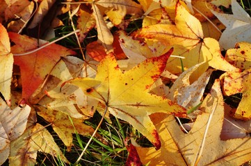 Ground covered with colorful red, orange and yellow leaves of maple trees during foliage season on the East Coast