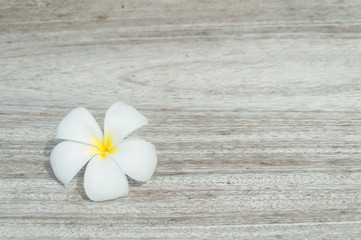 Tropical flowers frangipani
