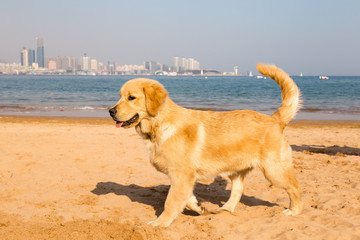 Golden retriever puppy on the golden sands of Qingdao bathing beach N3