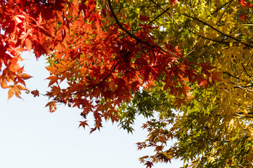 Beautiful Colorful Autumn Leaves / green, yellow, orange, red