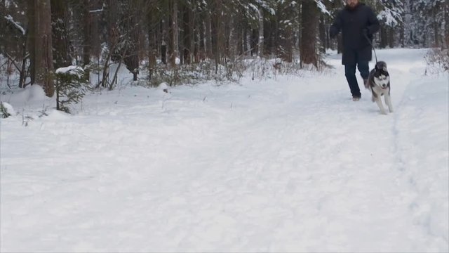 man runs with the dog in winter forest. Husky closeup