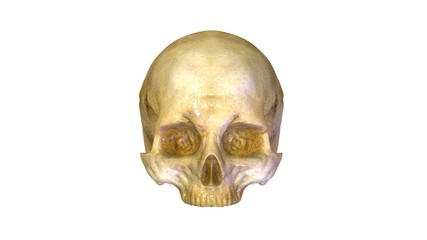 3d rendered medically accurate illustration of skeleton anatomy