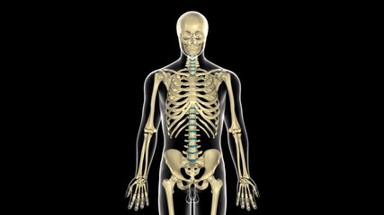 3d rendered medically accurate illustration of skeleton anatomy