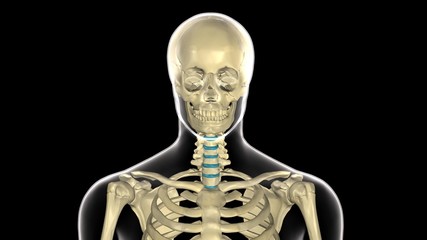 3d rendered medically accurate illustration of skeleton anatomy