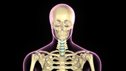 3d rendered medically accurate illustration of skeleton anatomy
