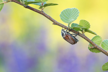 Forest cockchafer, Melolontha hippocastani