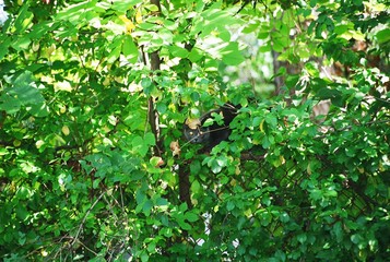 Cat in Tree