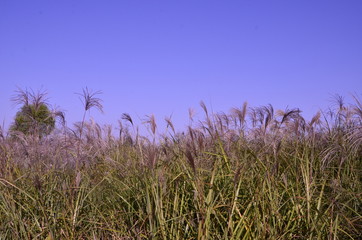 Obraz premium 하늘공원