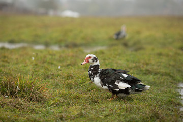 Домашние утки купаются в луже
