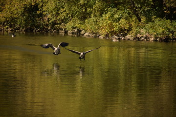 Canadian Goose  