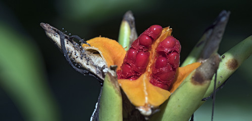 The exuberant red seeds of the white ginger lily