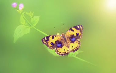 beautiful butterfly sitting on plant and sunshine