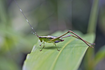 Cricket on the green leaf in the woods