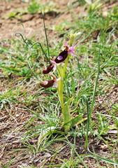 Bee Orchid Tuscany