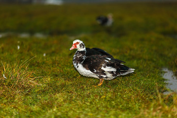 Домашние утки на лугу