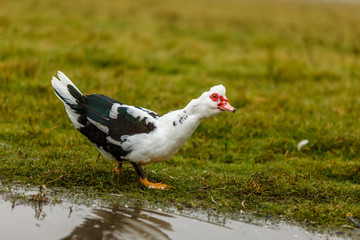 Домашние утки на лугу