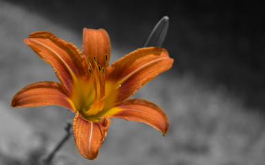 Lily Black and White