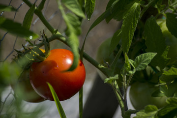 Tomato
