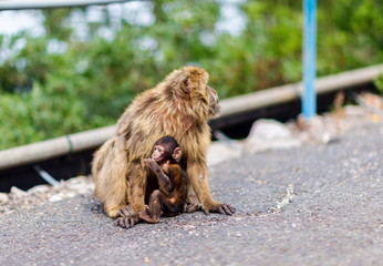 The Barbary macaque population in Gibraltar is the only wild monkey population in the European continent. Some three hundred animals in five troops occupy the area of the Upper Rock of Gibraltar.