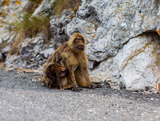 The Barbary macaque population in Gibraltar is the only wild monkey population in the European...