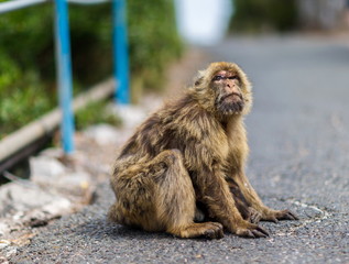 The Barbary macaque population in Gibraltar is the only wild monkey population in the European continent. Some three hundred animals in five troops occupy the area of the Upper Rock of Gibraltar.
