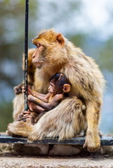 The Barbary macaque population in Gibraltar is the only wild monkey population in the European continent. Some three hundred animals in five troops occupy the area of the Upper Rock of Gibraltar.