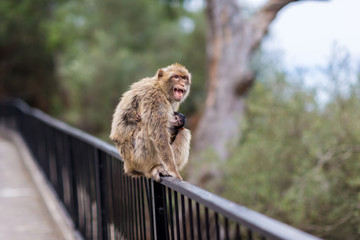 The Barbary macaque population in Gibraltar is the only wild monkey population in the European...