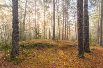 Foggy morning sun light forest