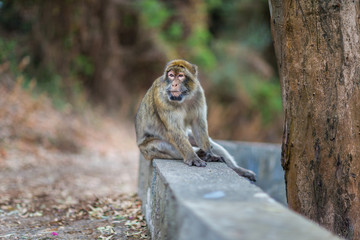 The Barbary macaque population in Gibraltar is the only wild monkey population in the European...