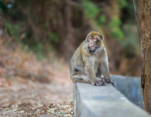 Obraz premium The Barbary macaque population in Gibraltar is the only wild monkey population in the European continent. Some three hundred animals in five troops occupy the area of the Upper Rock of Gibraltar.