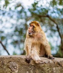 The Barbary macaque population in Gibraltar is the only wild monkey population in the European continent. Some three hundred animals in five troops occupy the area of the Upper Rock of Gibraltar.