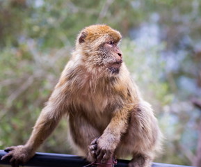 The Barbary macaque population in Gibraltar is the only wild monkey population in the European continent. Some three hundred animals in five troops occupy the area of the Upper Rock of Gibraltar.