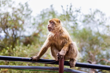 The Barbary macaque population in Gibraltar is the only wild monkey population in the European...