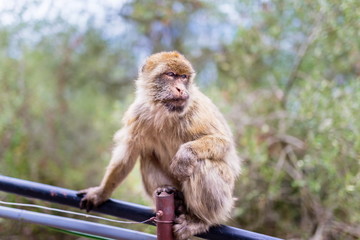 The Barbary macaque population in Gibraltar is the only wild monkey population in the European continent. Some three hundred animals in five troops occupy the area of the Upper Rock of Gibraltar.