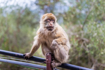The Barbary macaque population in Gibraltar is the only wild monkey population in the European continent. Some three hundred animals in five troops occupy the area of the Upper Rock of Gibraltar.