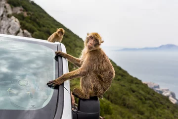 Crédence de cuisine en verre imprimé Singe The Barbary macaque population in Gibraltar is the only wild monkey population in the European continent. Some three hundred animals in five troops occupy the area of the Upper Rock of Gibraltar.