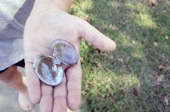 Holding Broken Mussel Shell