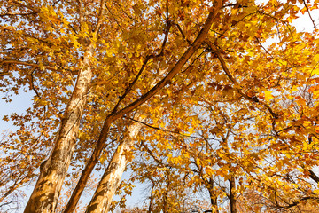 tree top in autumn