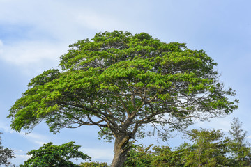 tree and sky