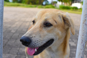 Dog playing outside smiles